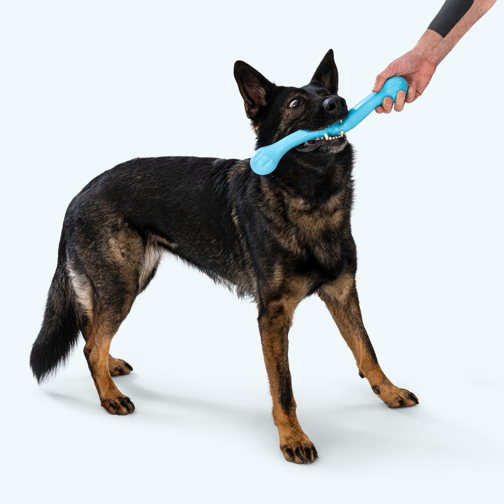 German shepherd tugging a blue stick toy held by a person