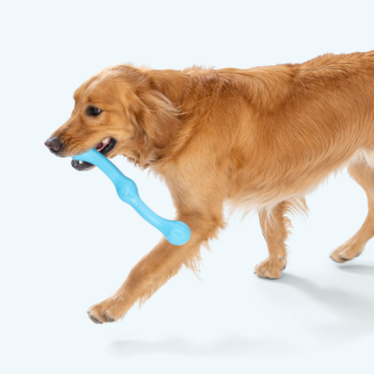 Golden retriever trotting with a blue stick toy in its mouth